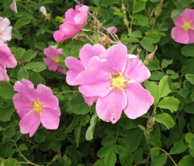 Wildflowers