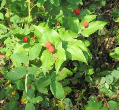 Wild Berries and Nuts