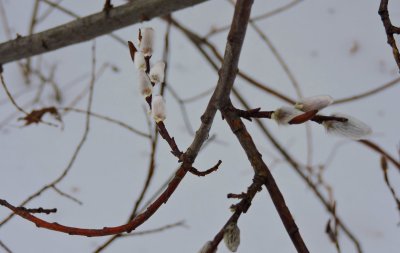First pussy willow.  Feb 23rd  2015