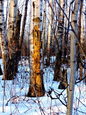 Lichen covered Aspen.  Feb 23rd 2015