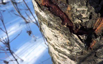 Sap starting to rise.  Feb 23rd 2015