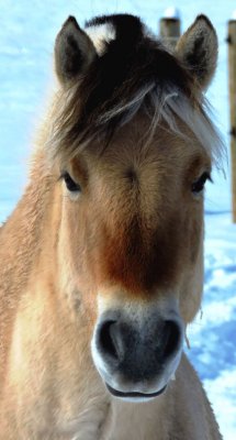 The Equids