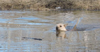 Raffles takes his first swim of the year.  April 13th 2015