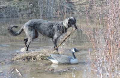 Bramble with one eye on the goose decoy. April 13th 2015
