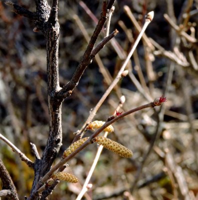 Beaked Hazelnut flowers (Corylus cornuta). April 19th, 2015