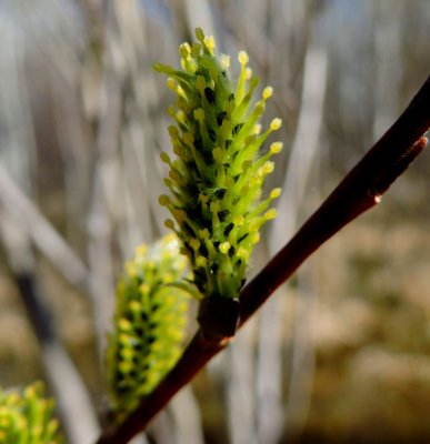 Willow flowers. April 19th 2015