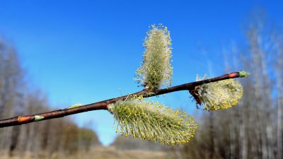 Willow flowers. April 19th 2015