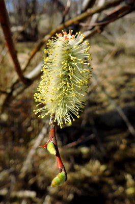 Willow flowers. April 19th 2015