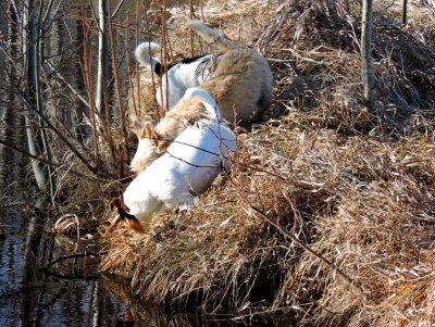 Terriers mousing by the lake. April 20th 2015