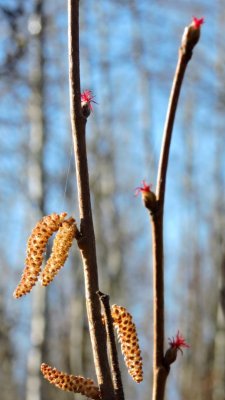 Beaked Hazelnut flowers (Corylus cornata) April 20th 2015