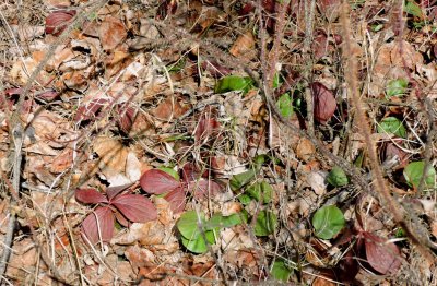First colour through the leaf litter.  April 19th 2015