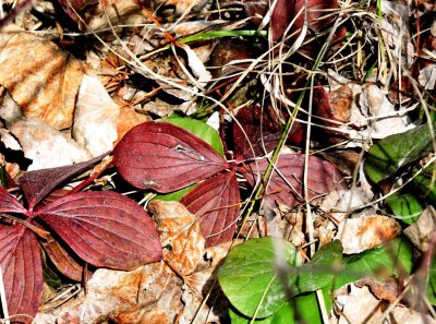 Overwintered plants in the leaf litter.  April 19th 2015