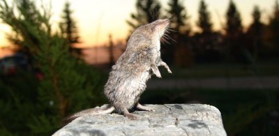 Shrew.  Summer 2014