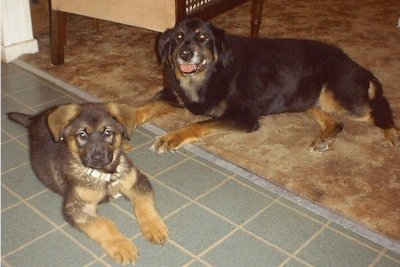 Our old Hopi near the end of her life, but time to train Hobo, the new puppy.  2001