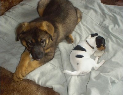 Another puppy!  Evelyn joins Hobo.