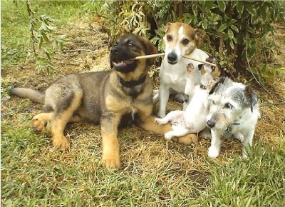 Zaphod and our old lady Nasty with the two new arrivals Hobo and Evelyn. Such a nice stick before the puppies broke it!