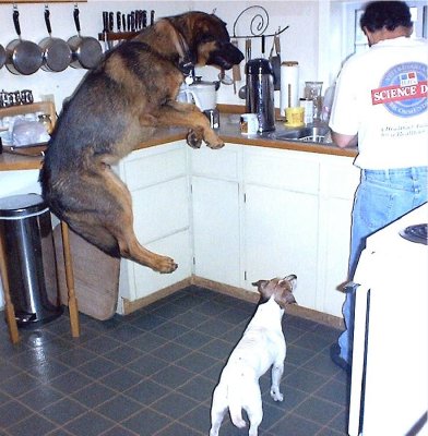 Ever had a 110lb dog that jumps for joy? Hobo thinks he is a Jack Russell!