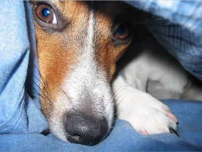 Evelyn likes a duvet