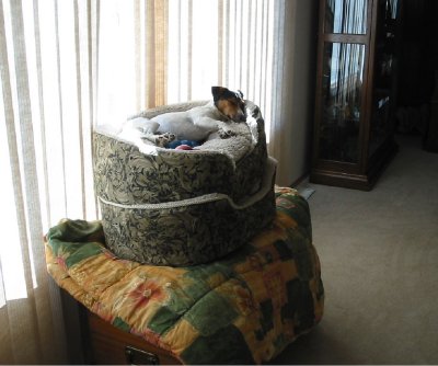 Evelyn was determined to sleep in her dogbed, when they were stacked for house cleaning