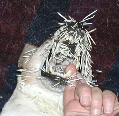 Like daughter like father: Zaphod meets a porcupine too!
