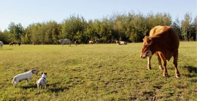 Evelyn and Zaphod meet a cow