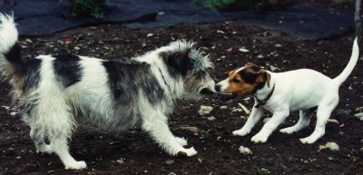 1996:  Nasty shows the new puppy Zaphod Beeblebrox  how tug-o-war works