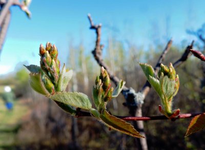 Saskatoon buds about to burst. May 3rd 2015