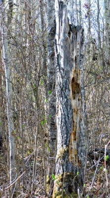 Black Poplar stump.  May 3rd 2015
