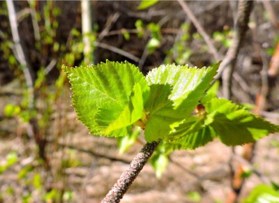 Young Silver Birch leaves. May 3rd 2015