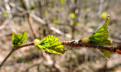 Young Beaked Hazelnut leaves. May 3rd 2015