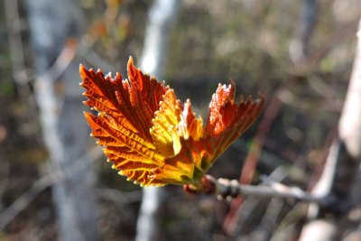 Young Leaves - not sure what yet.  May 3rd 2015