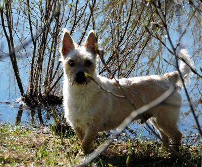 Raffles on his morning walk. May 3rd 2015