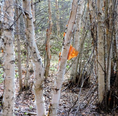Paper Birch trees (Betula papyrifera). May 4th 2015