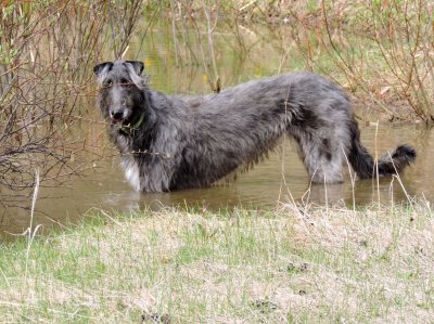 Bramble the water dog. May 4th 2015