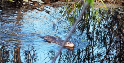 Muskrat (Ondatra zibethicus) May 9th 2015