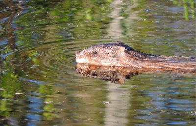 Muskrat (Ondatra zibethicus) May 9th 2015