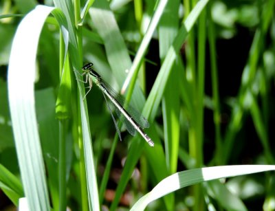 Unidentified green bluet  June 7th 2015