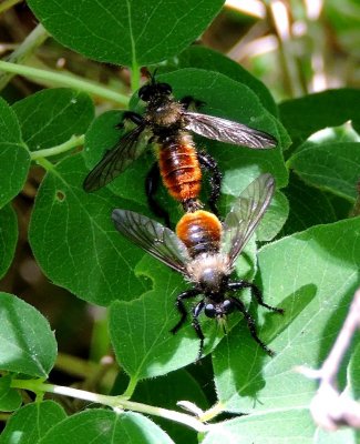 Mating Bee-flies (F. Bombyliidae) June 7th 2015