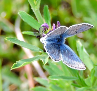 Unidentified blue butterfly June 7th 2015