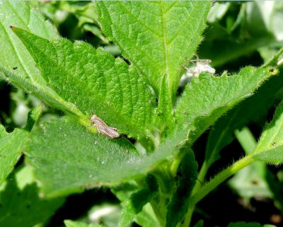 Early instar grasshopper with cast June 7th 2015