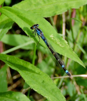 Bluet feeding June 8th 2015