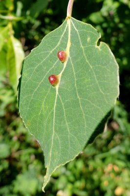 Galls on an aspen leaf June 15th 2015