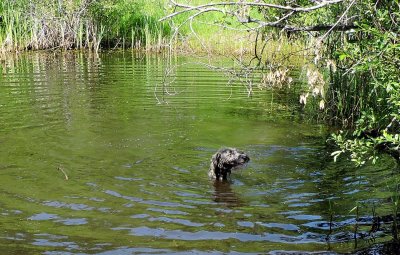 Where did Bramble go? June 21st 2015