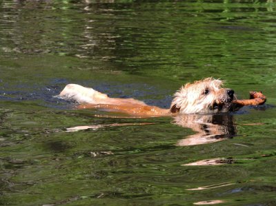 Raffles the water dog June 21st 2015