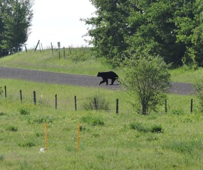 Black Bear (Ursus americanus) crossing the road June 21st 2015