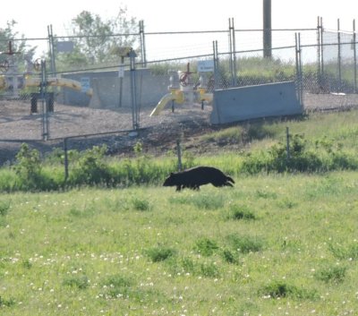 Black Bear (Ursus americanus) heading north! June 21st 2015