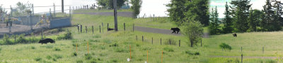 Black Bear (Ursus americanus) composite of his visit June 21st 2015
