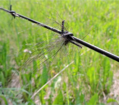 Black Bear (Ursus americanus) hair - the evidence left on the fence June 21st 2015
