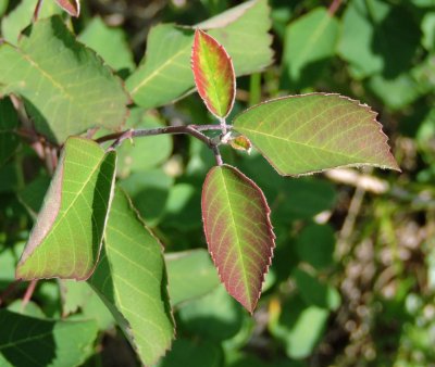 Stressed Saskatoon leaves June 21st 2015