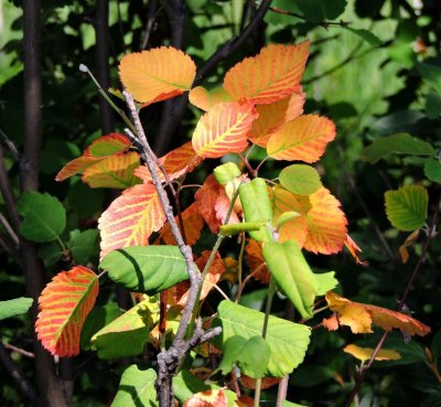 Stressed Saskatoon leaves June 21st 2015